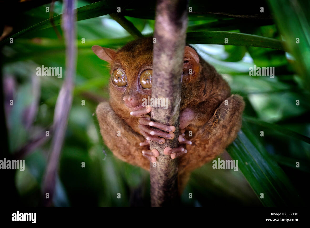 A Philippine tarsier Carlito syrichta climbing a tree in the island of ...
