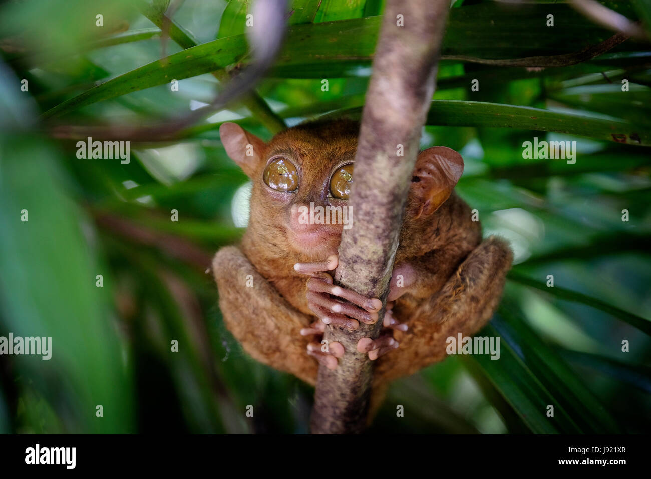 A Philippine tarsier Carlito syrichta climbing a tree in the island of ...