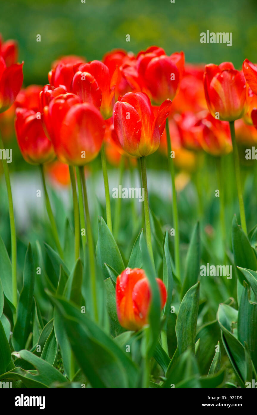 The blooming of the annual tulips and daffodils in Niagara Falls, Ontario, Canada Stock Photo