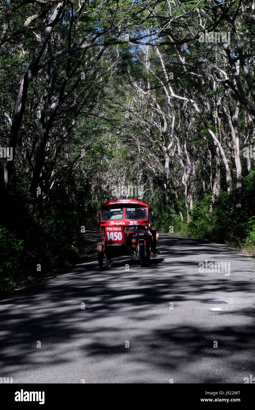 A tricycle riding through plantation of Molave trees outside the town of Larena in the island of Siquijor located in the Central Visayas region of the Philippines Stock Photo