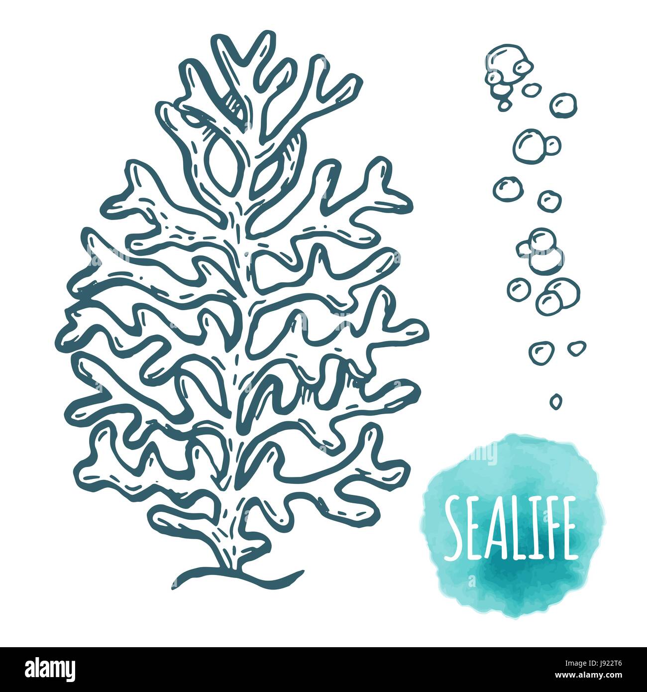 Hand drawn aquatic coral doodle vector illustration Stock Vector Image ...