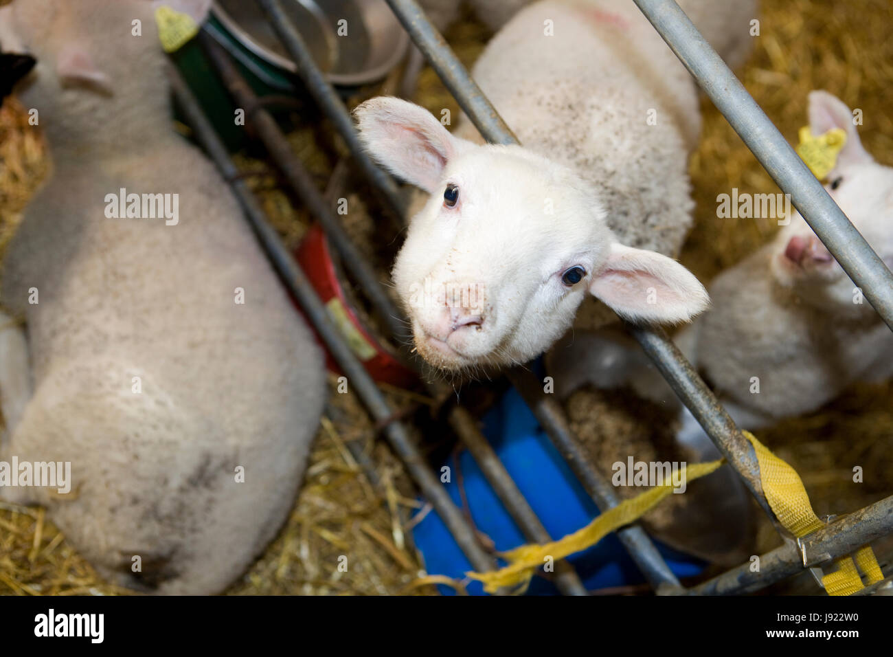 animal, curiosity, agriculture, farming, sheep, spring, bouncing, bounces, hop Stock Photo Alamy