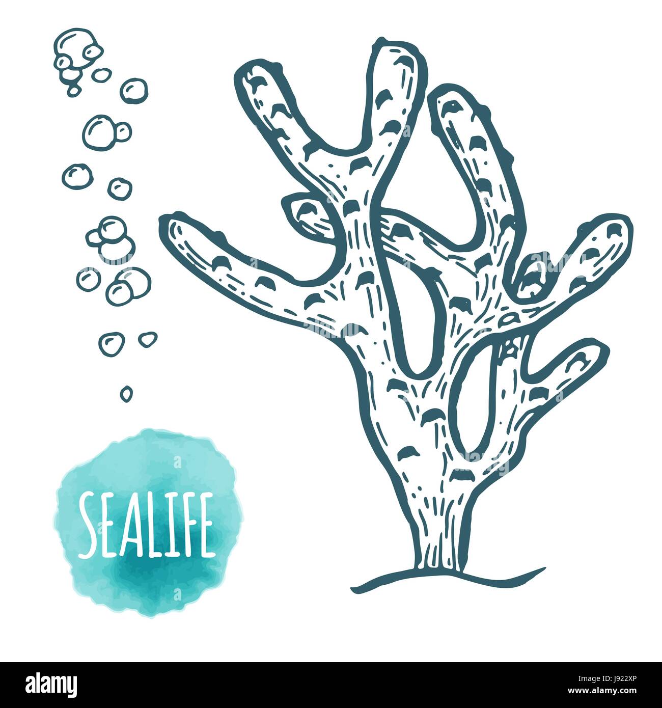 Hand drawn aquatic coral doodle vector illustration Stock Vector Image ...