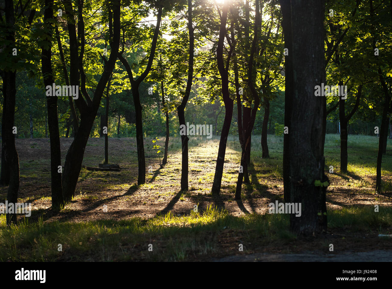 Sun rays in the morning in the forest Stock Photo - Alamy