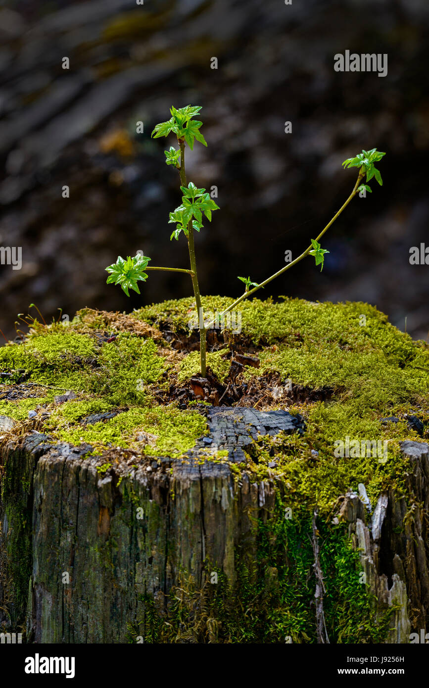 A young tree sprouts from an old, dead stump, giving a great example of a fresh start or rebirth. Stock Photo