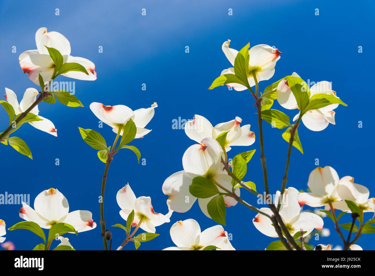 Beautiful Dogwood blossoms on a glorious spring morning. Stock Photo