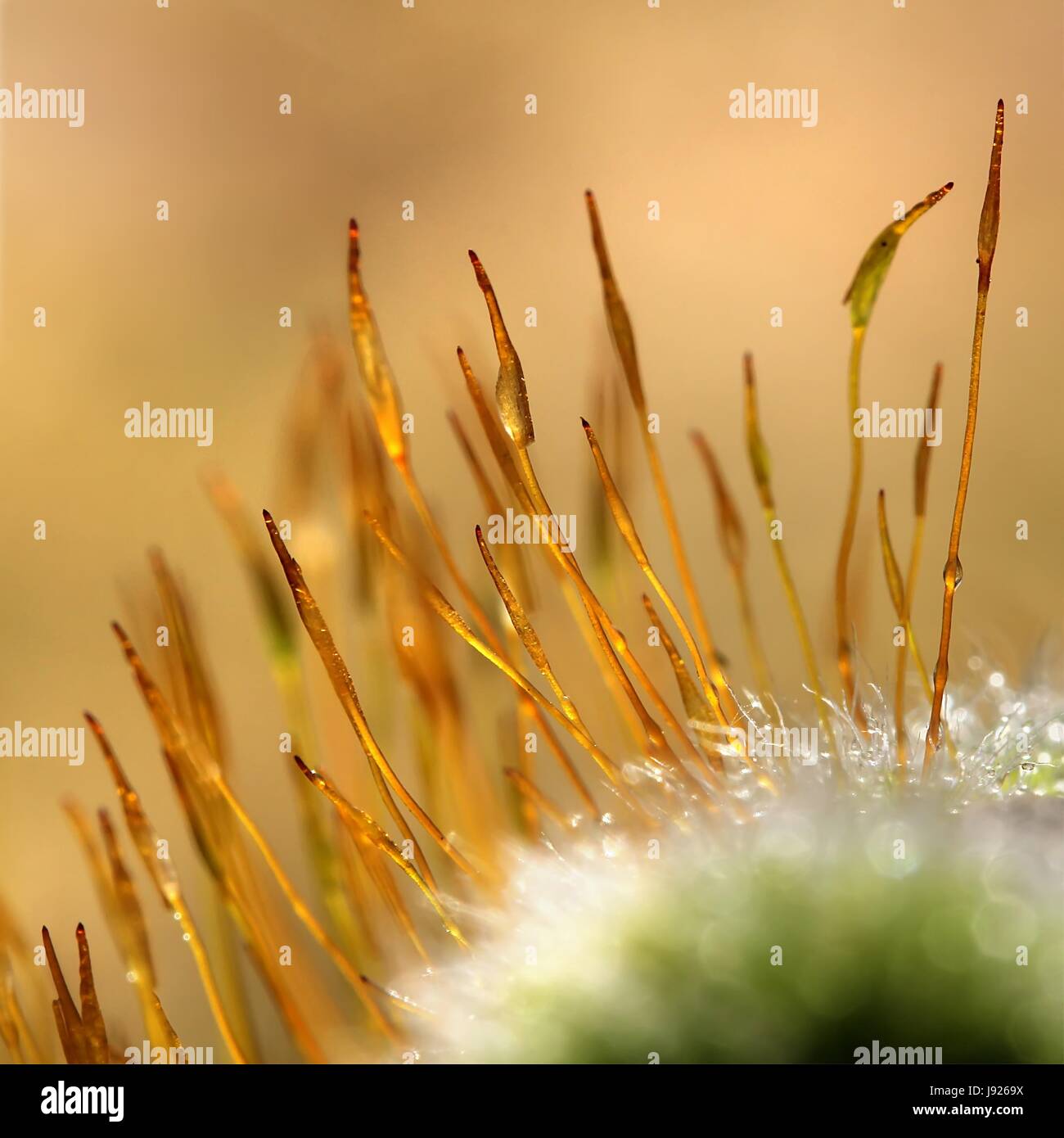 moss, shine, shines, bright, lucent, light, serene, luminous, macro, close-up, Stock Photo