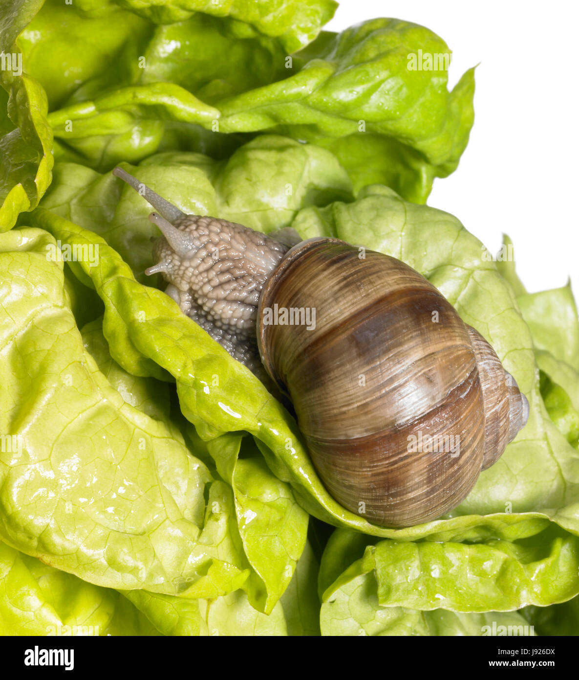 grapevine snail at feed Stock Photo
