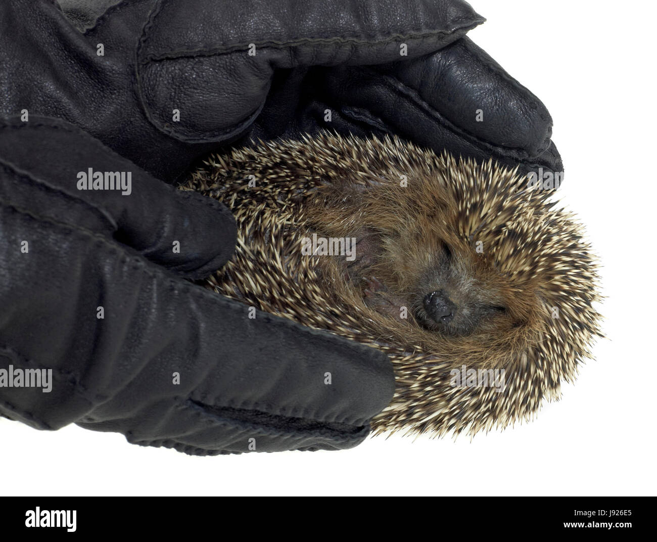 hand, optional, hedgehog, defense, gloves, suasiveness, hand, beautiful, Stock Photo