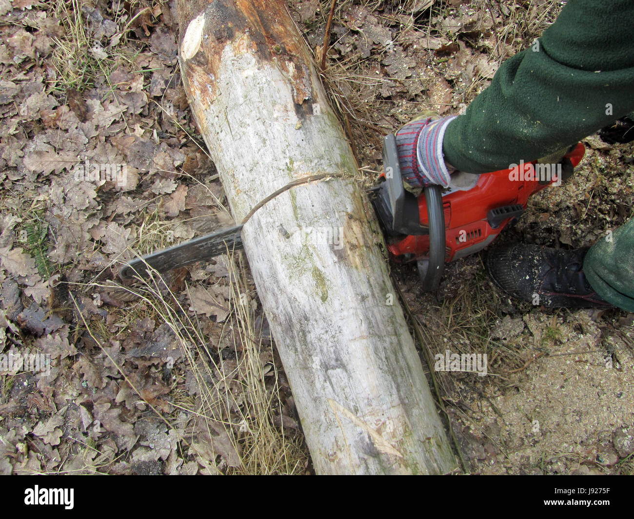 trunk, saw, chain saw, cut, myth, say, firewood, woodcarving, orange, tool, Stock Photo