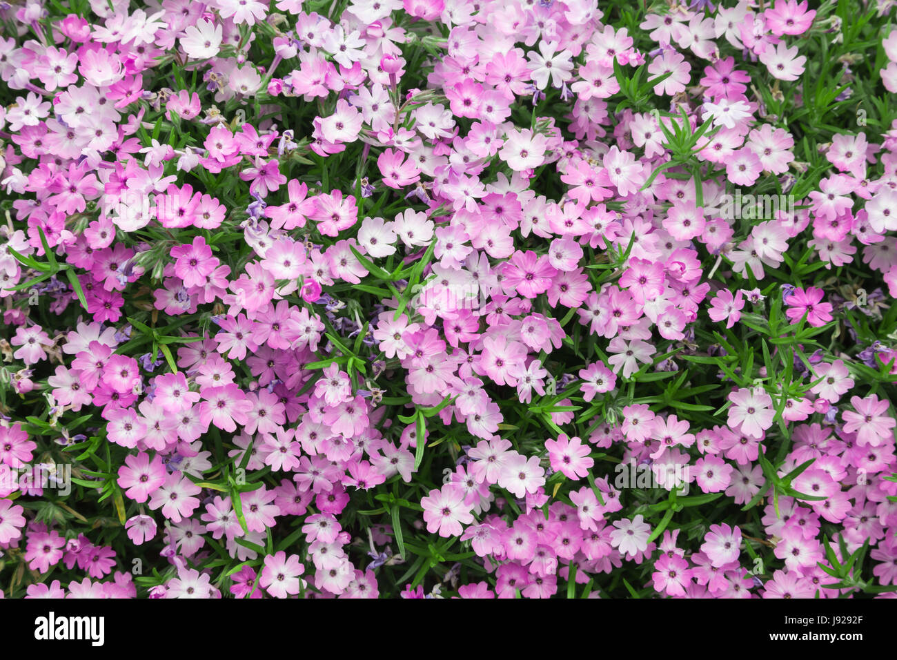 Pink creeping phlox, a colorful addition to any garden. Stock Photo