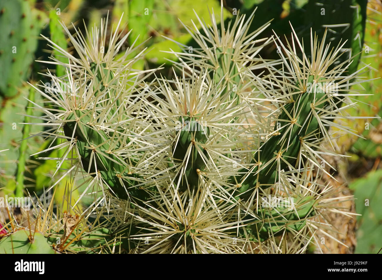 opuntia tunicata 01 Stock Photo