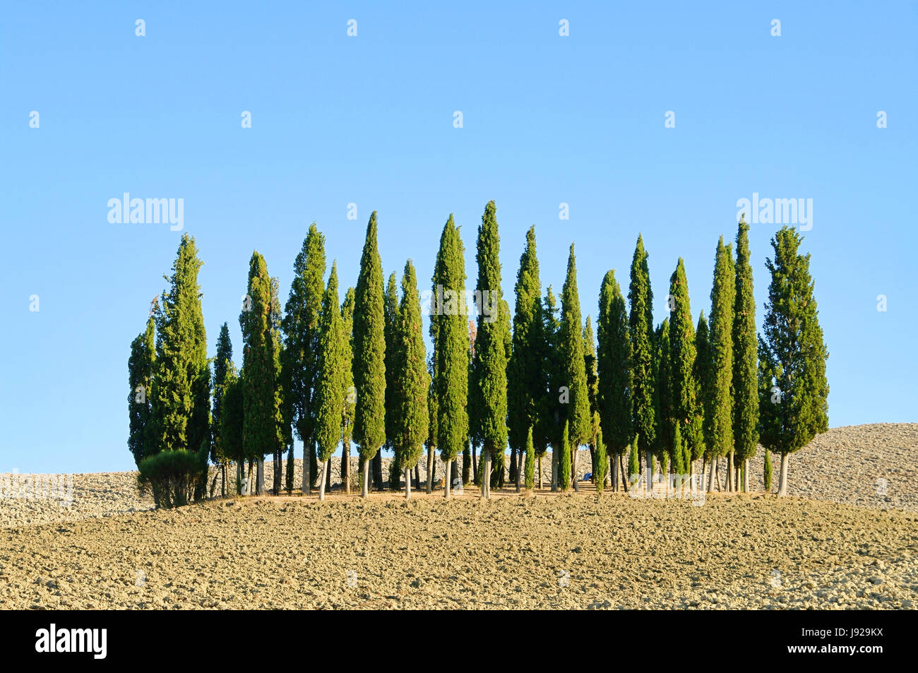 hill, spring, tuscany, cypress, italy, forest, blue, tree, hill, green, brown, Stock Photo