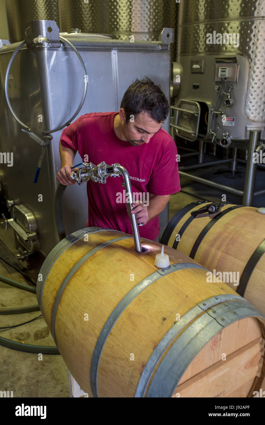 winery worker, barrel filling, filling wine barrel, Jericho Canyon Vineyard, Calistoga, Napa