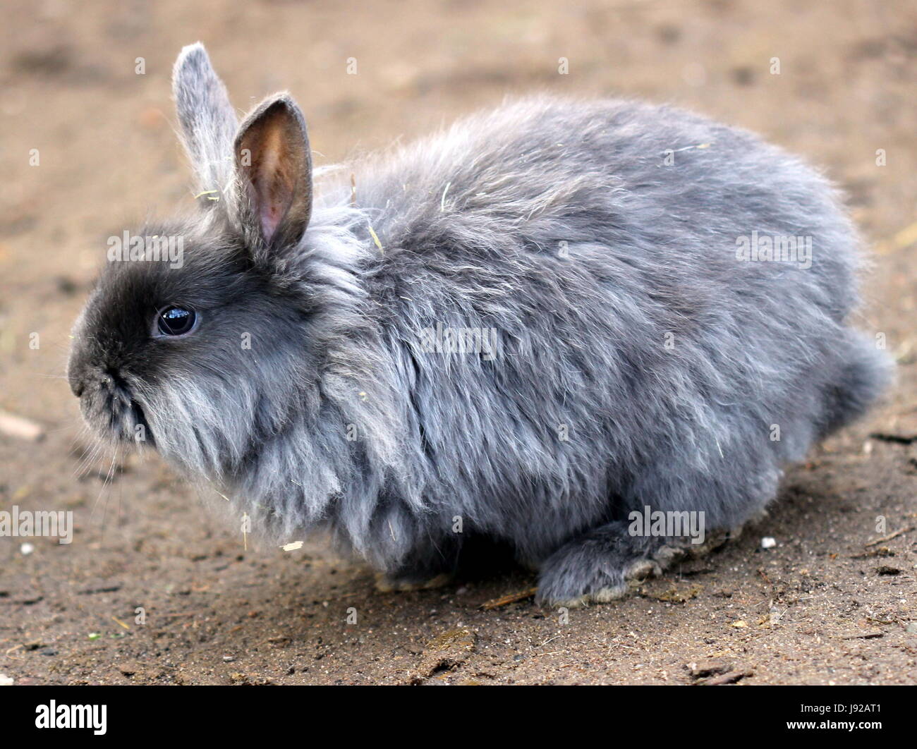 lionhead dwarf rabbits in tierpark sababurg Stock Photo Alamy