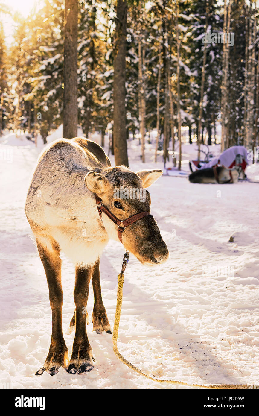 Reindeer without horns in winter farm, Rovaniemi, Finnish Lapland Stock Photo
