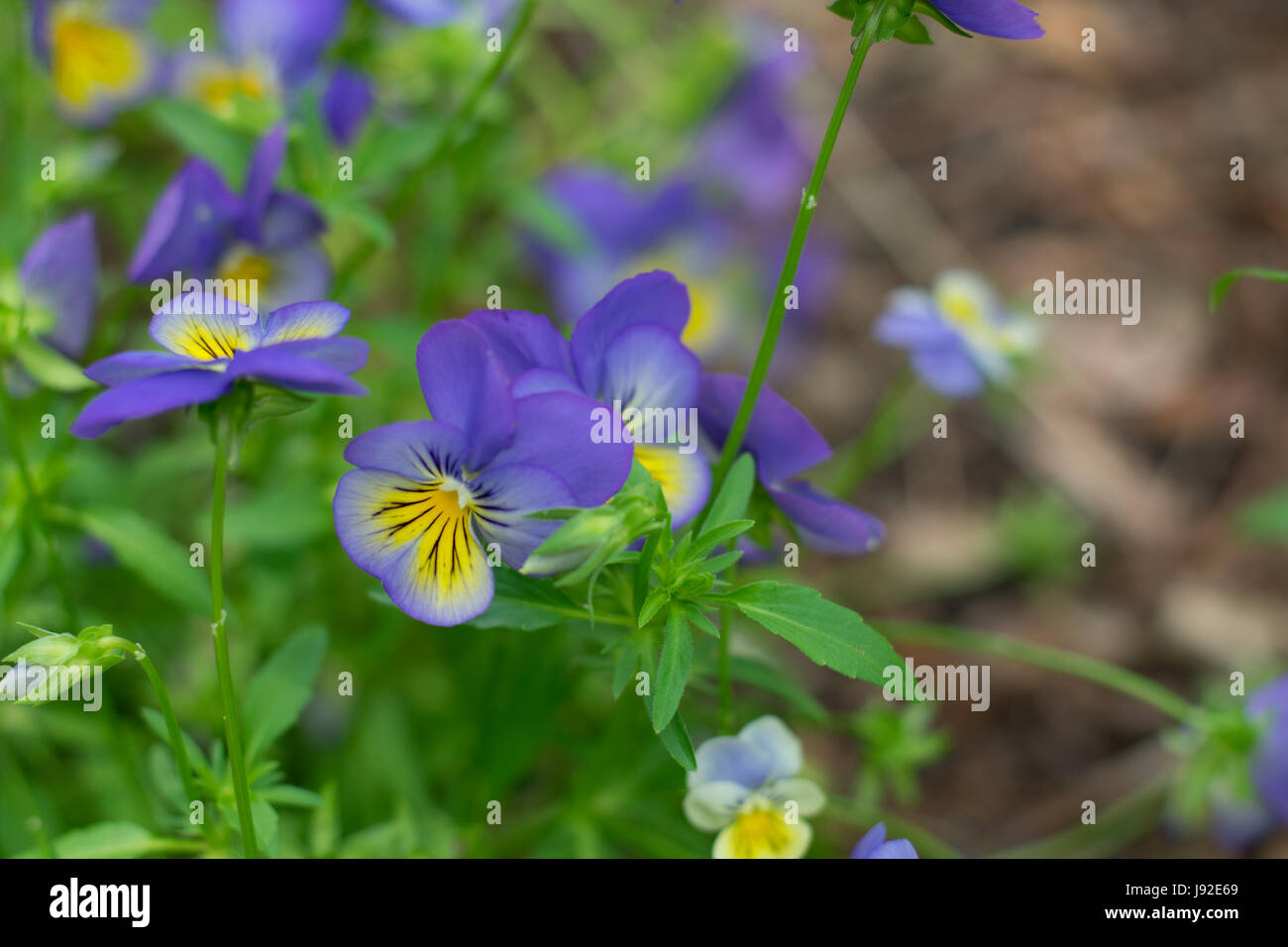 Purple and yellow hi-res stock photography and images - Alamy