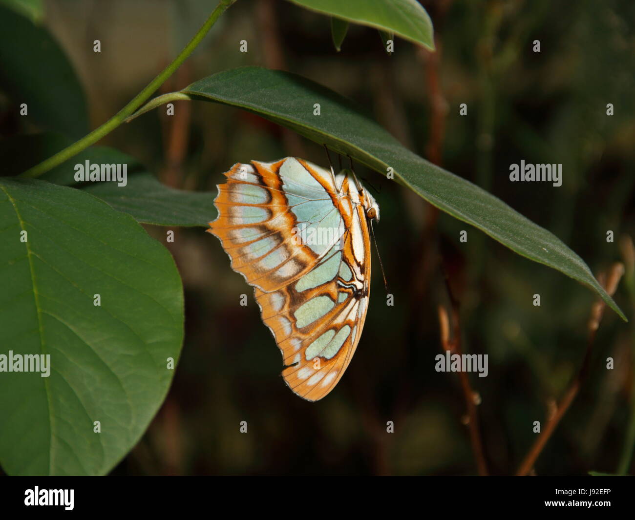 Flying Insects Butterfly insect, butterfly, wing, moth, fly, flies, flys, flying, beautiful ...