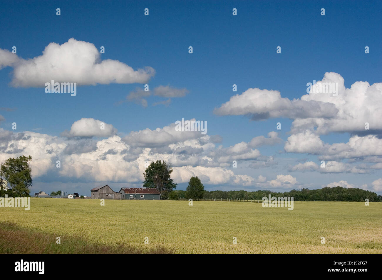 Wheat field, farm with blue sky and white clouds Stock Photo - Alamy