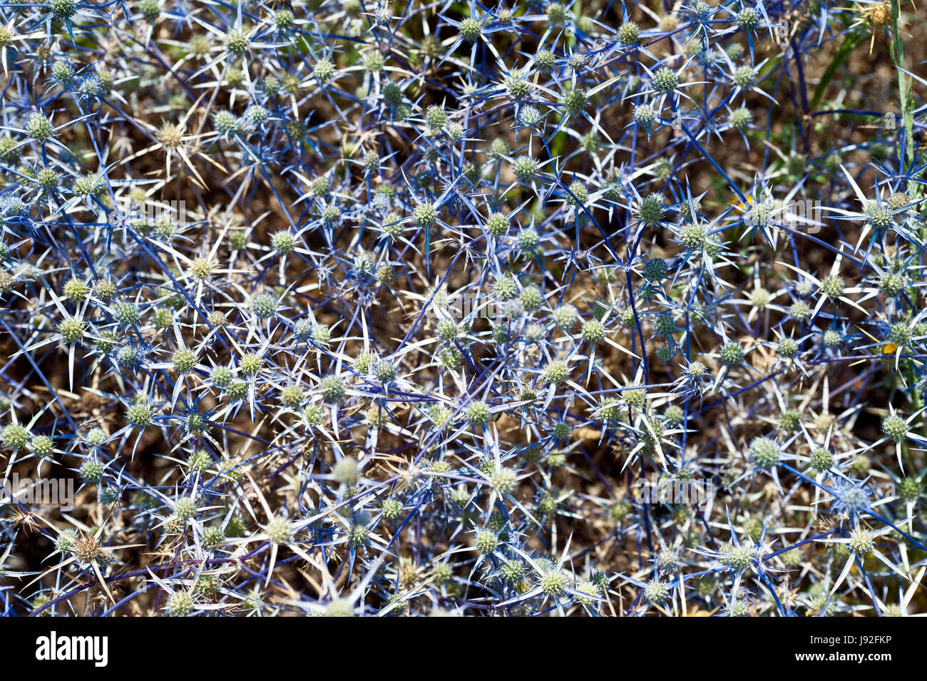 blue, flora, botany, prickle, thorns, thistle, prickly, thistles, plant, Stock Photo