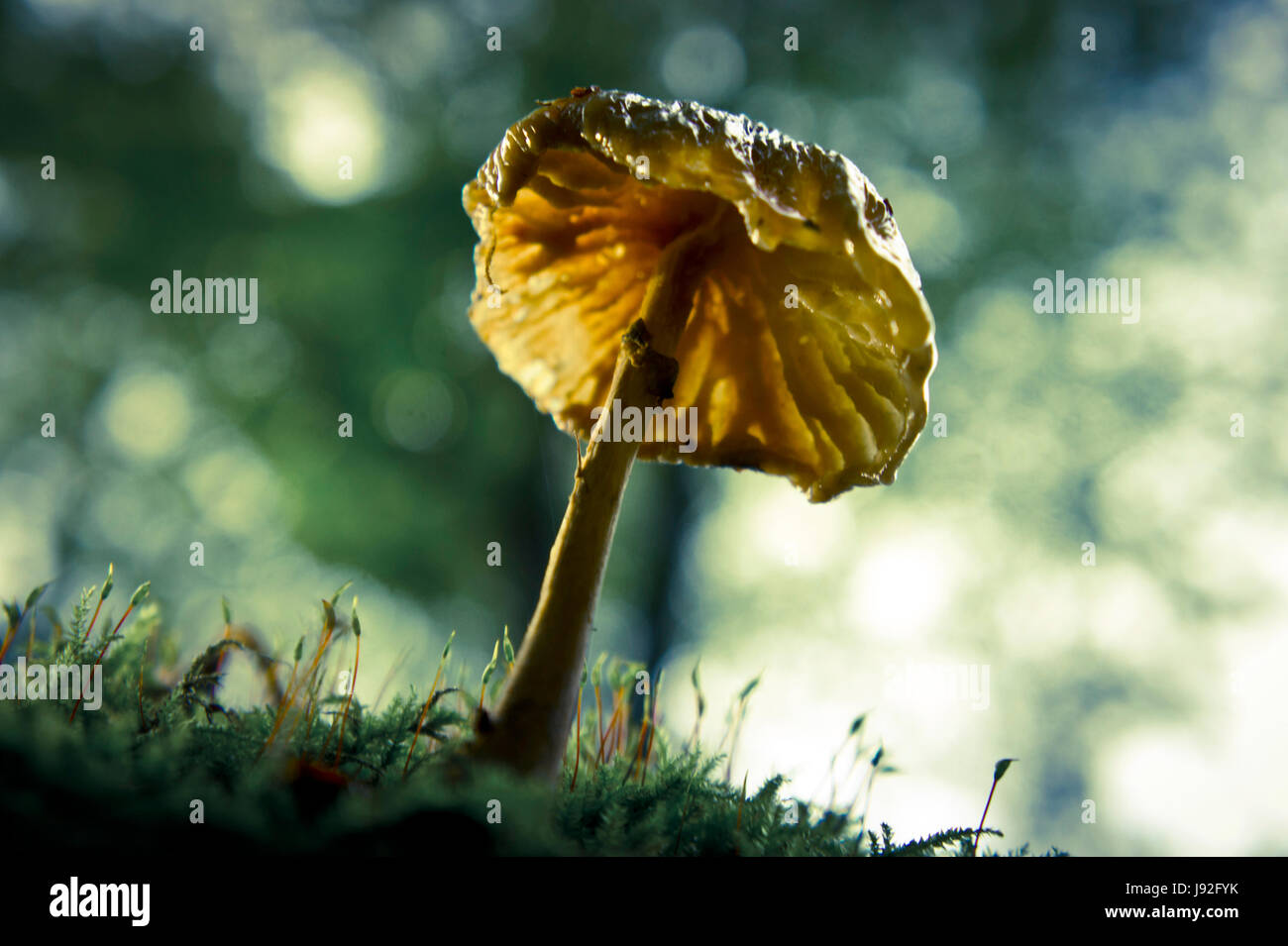 worms eye, mushroom, fungus, worms eye, flora, botany, autumnal, counter-light, Stock Photo