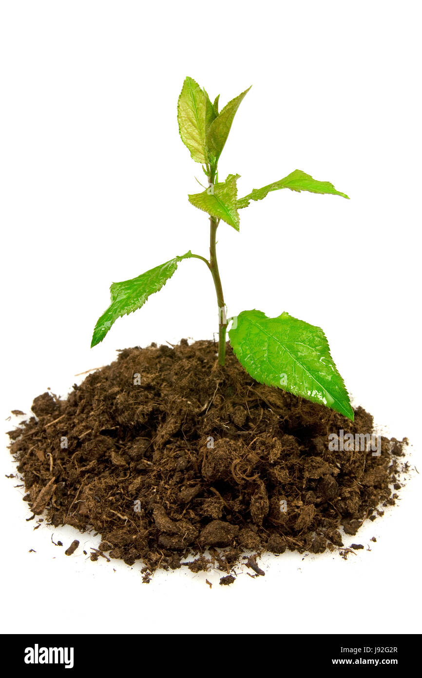 ground, soil, earth, humus, flora, ecology, grow, seedling, lawn, green
