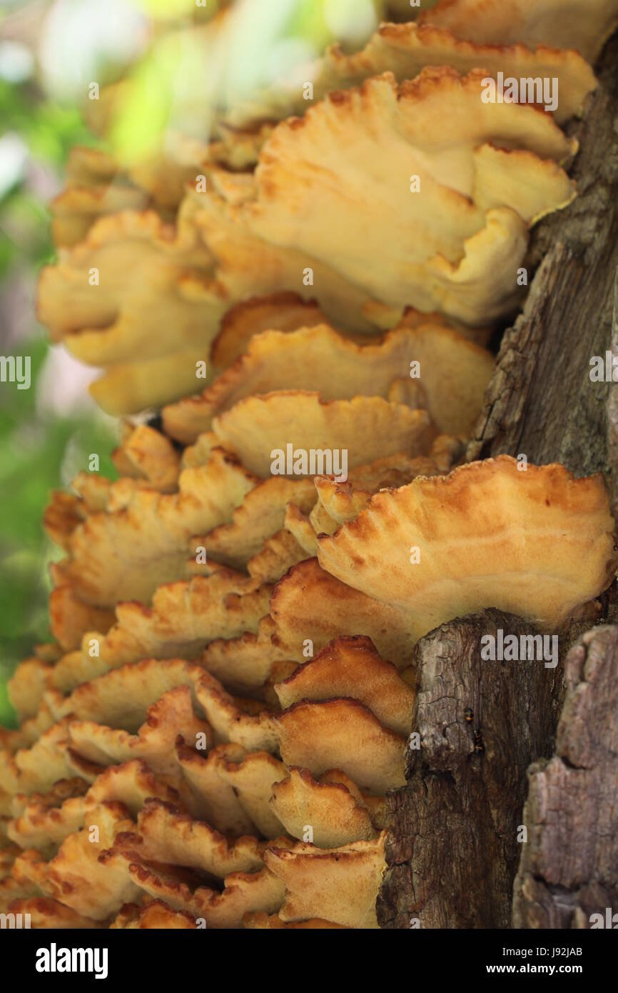 tree, brown, brownish, brunette, trunk, mushroom, fungus, fan, sponge, tree, Stock Photo
