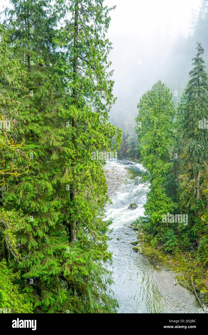 The Canadian wilderness beautiful green trees in the woods CANADA