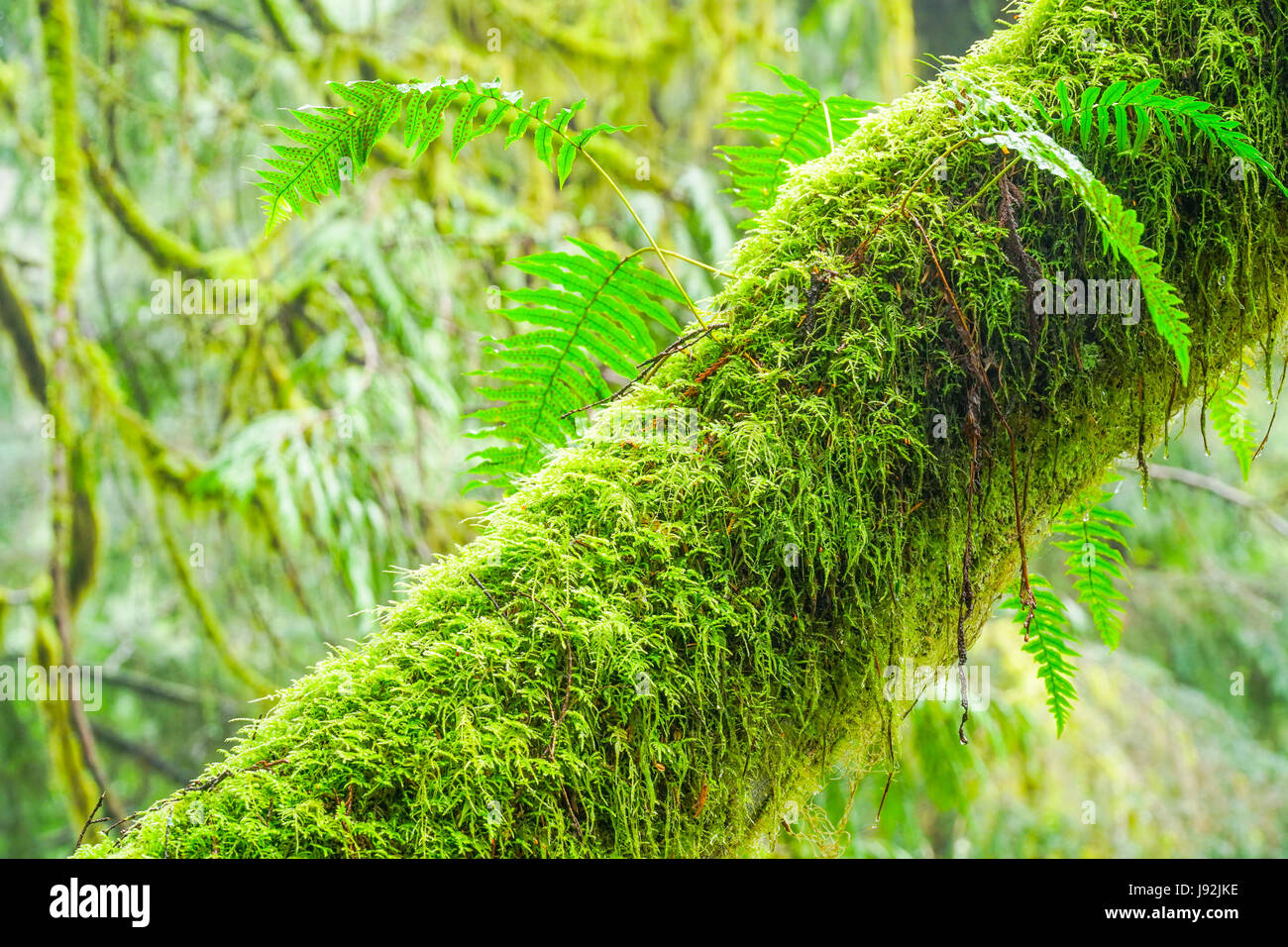 Beautiful trees full moss hi res stock photography and images Alamy