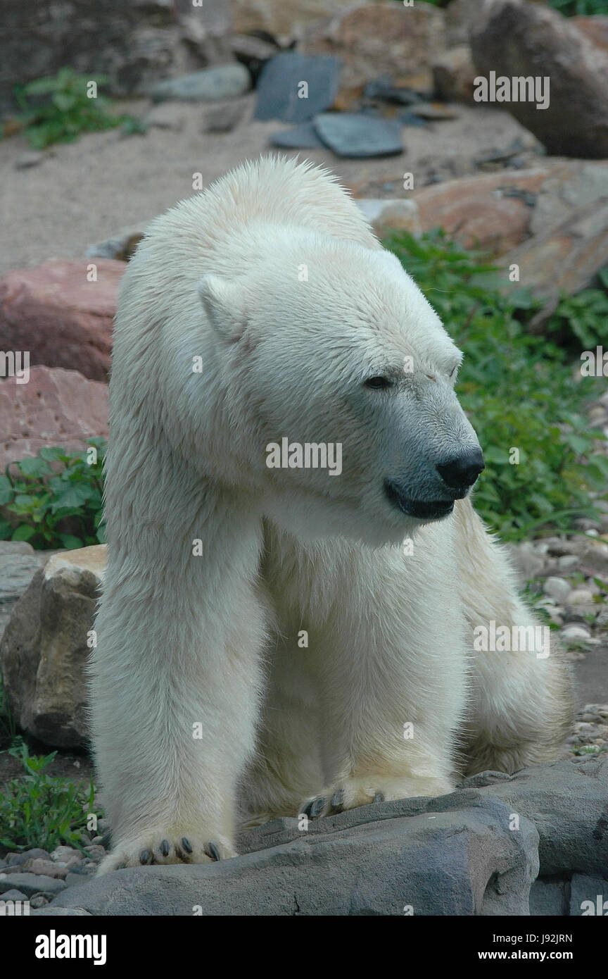 big bear Stock Photo