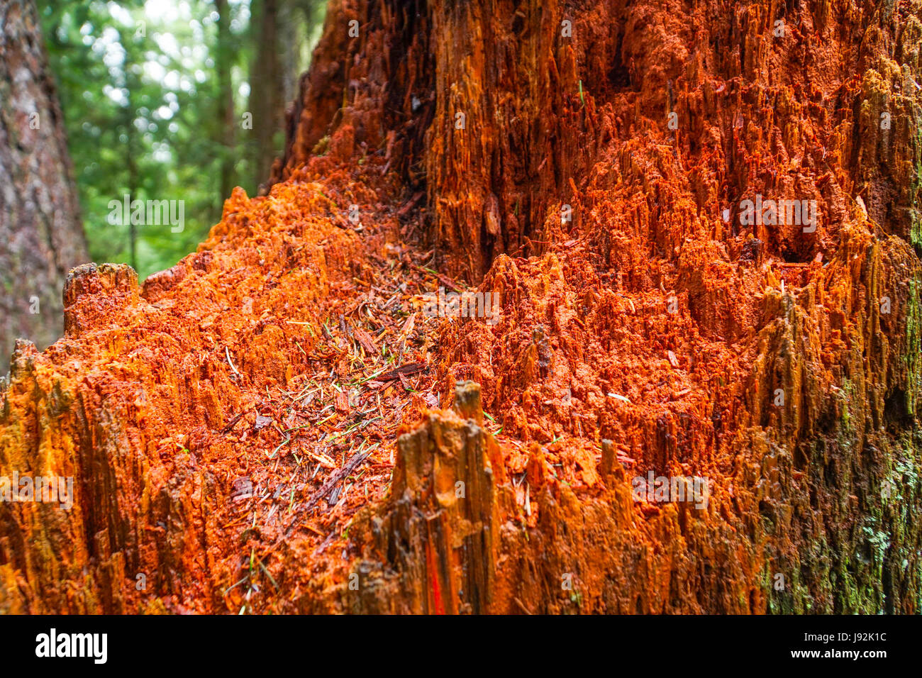 Western Red Cedar amazing trees in the Redwoods CANADA Stock Photo