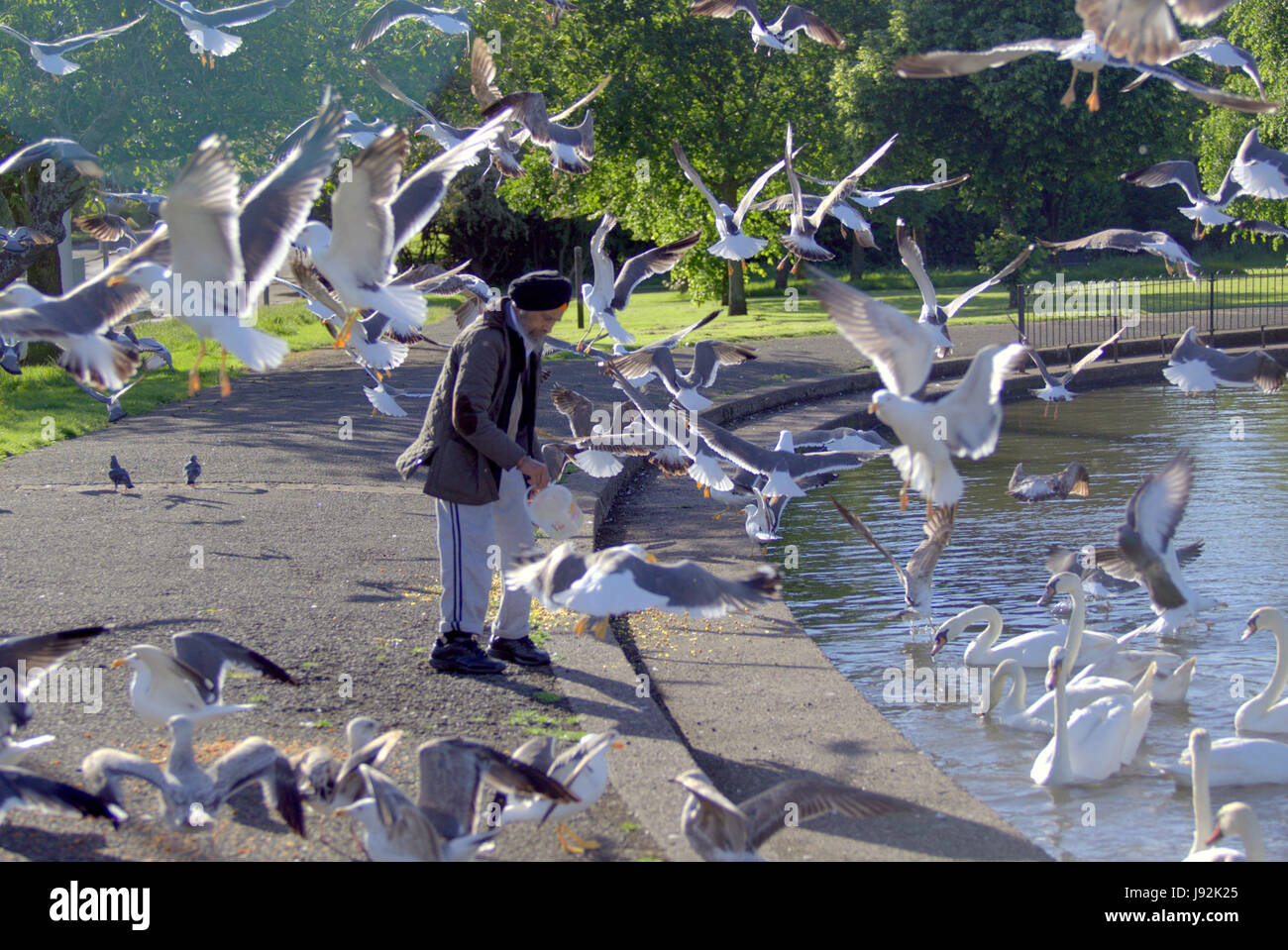 old Sikh h man with turban feeding seagulls feeding in the park with swans in the pond lake Stock Photo