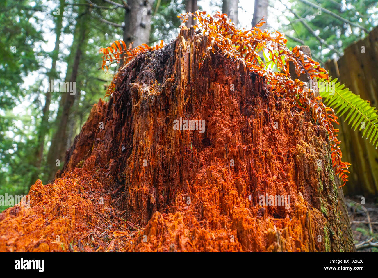 Western Red Cedar amazing trees in the Redwoods CANADA Stock Photo