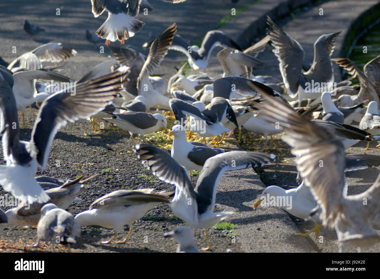 seagulls feeding in the park with swans in the pond lake Stock Photo