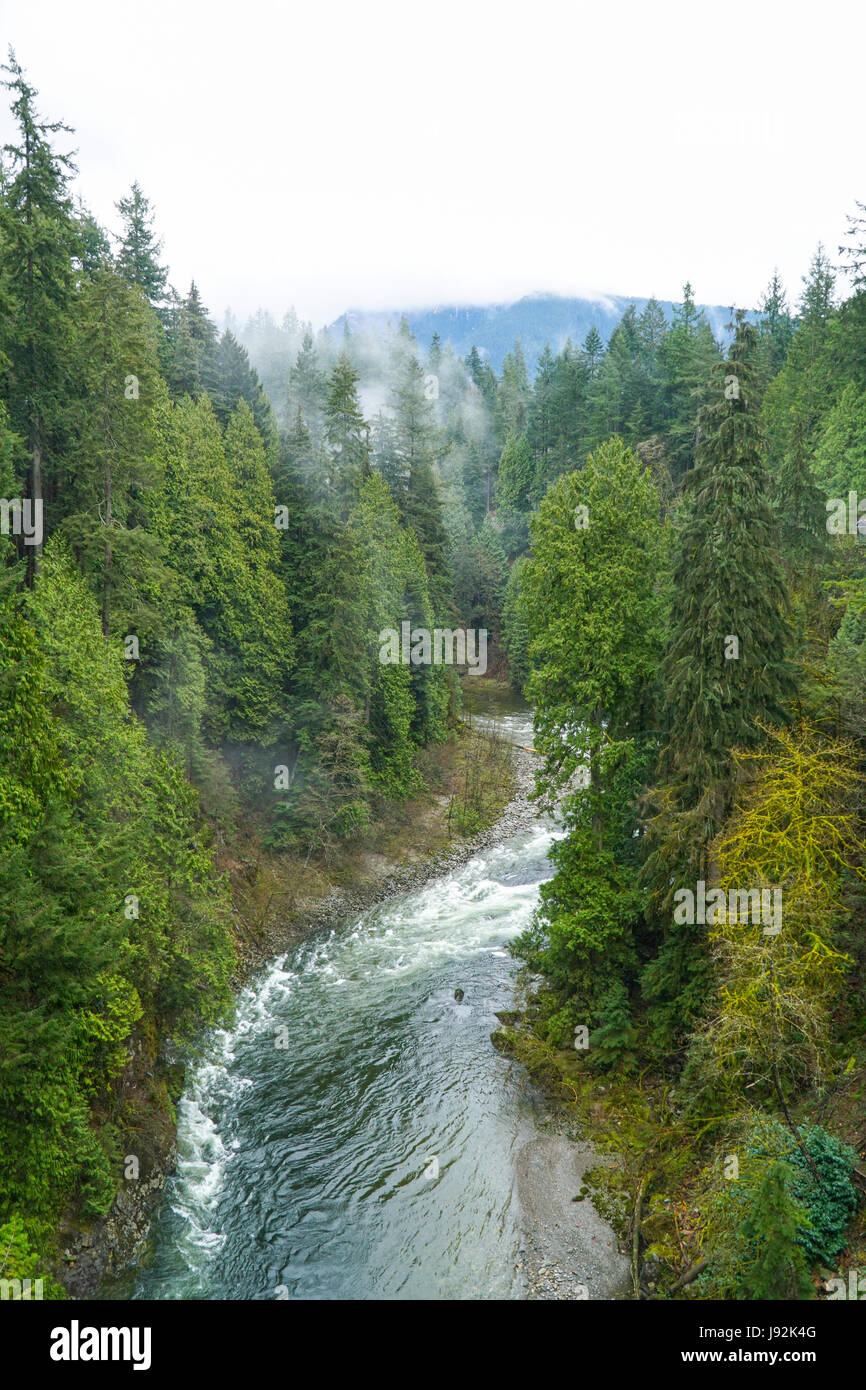 The Canadian wilderness beautiful green trees in the woods CANADA