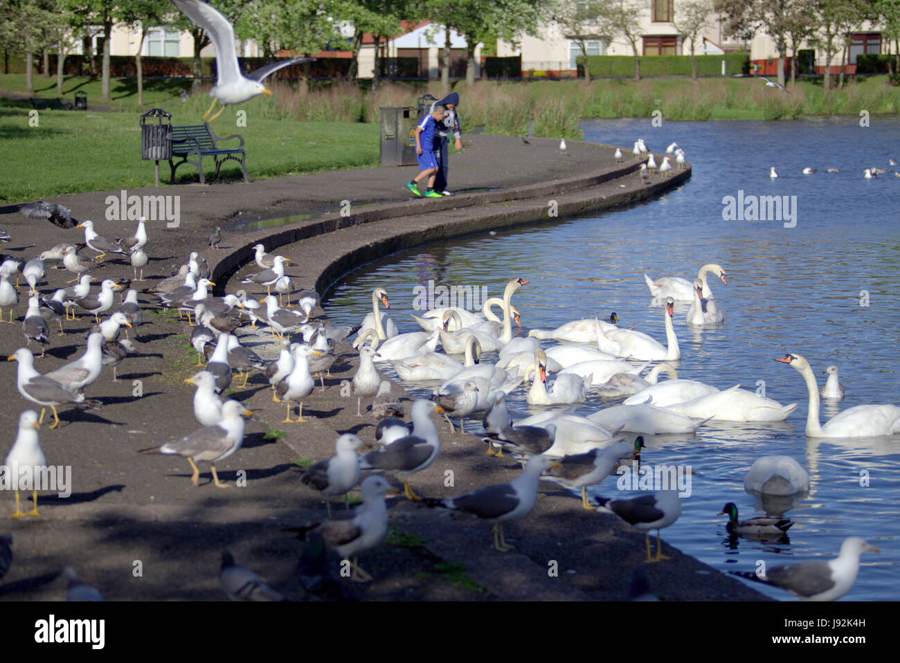 two multi racial ethnic boys playing by pond seagulls feeding in the park with swans in the pond lake Stock Photo