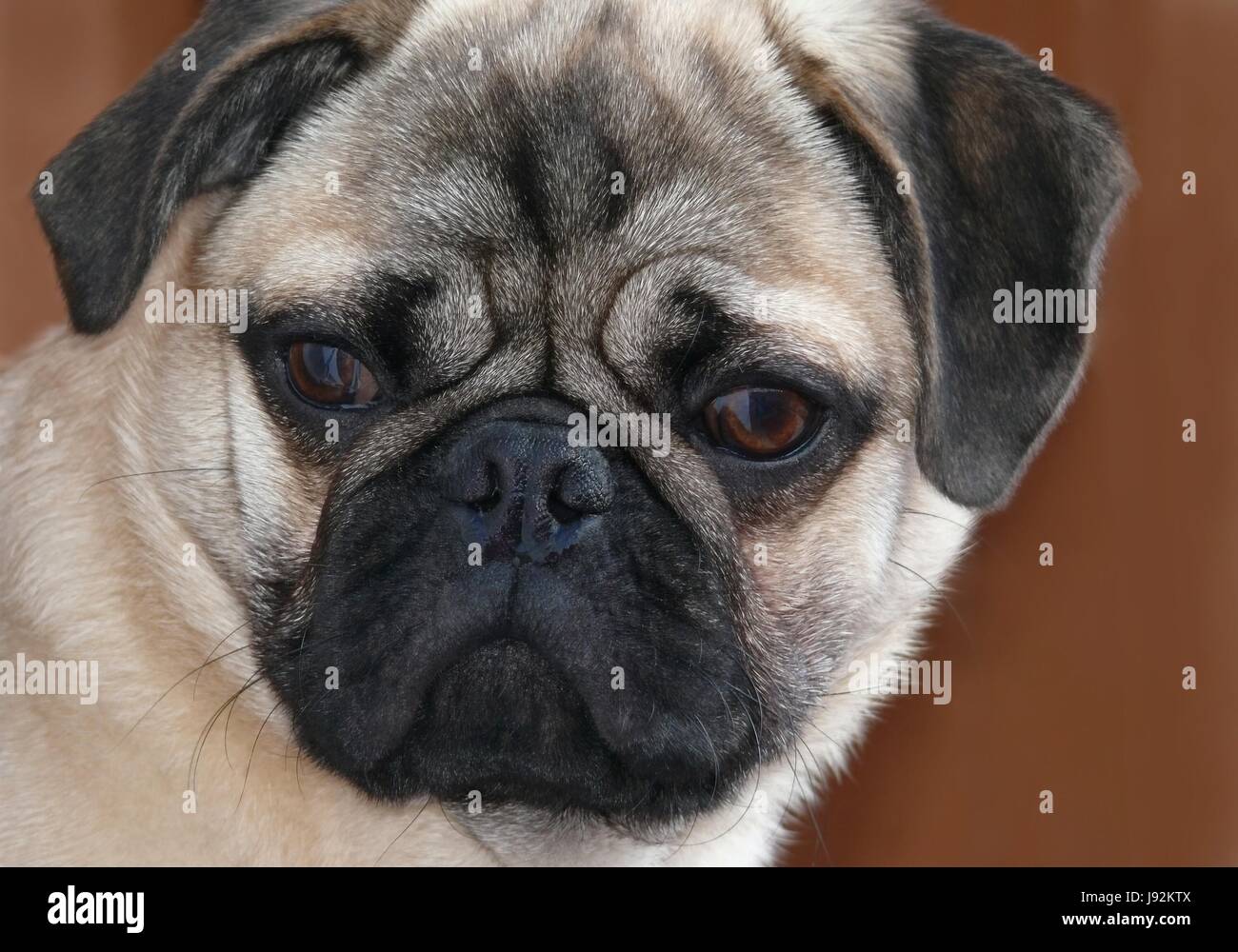 pug, animal, pet, animals, pets, quadruped, dog, dogs, beige, frown, pug, Stock Photo