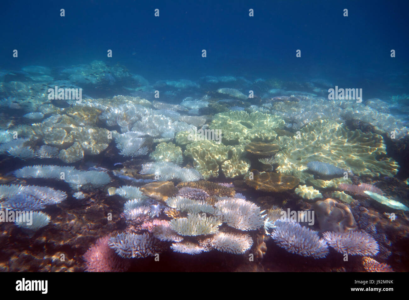 Shallow bleached coral reef, Great Barrier Reef, Queensland, Australia, Mar2017 Stock Photo
