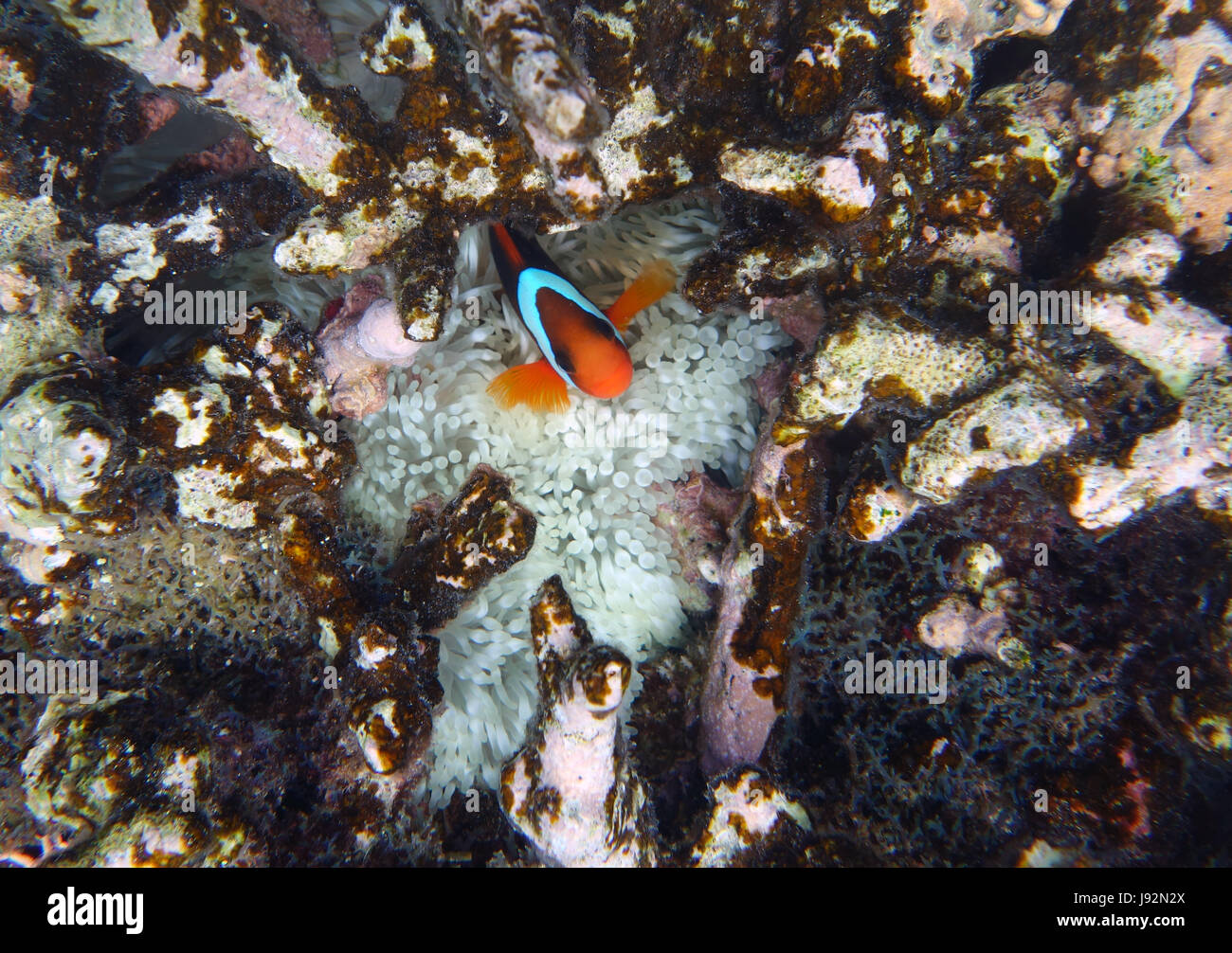 Anemonefish on bleached anemone amongst dead coral, Great Barrier Reef, Queensland, Australia, March2017 Stock Photo