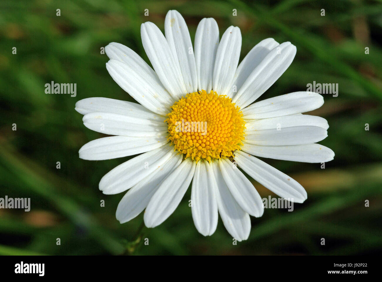 macro, close-up, macro admission, close up view, garden, flower, plant, field, Stock Photo