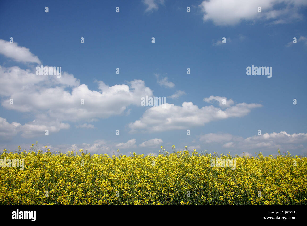 rapeseed field in bloom Stock Photo