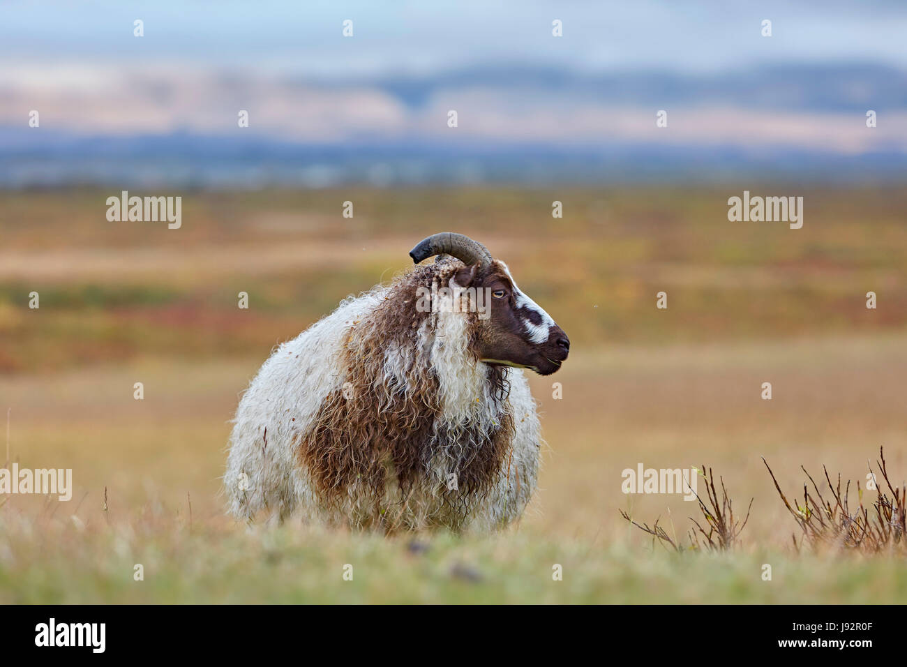 Icelandic sheep (Ovis), Mývatni, Iceland Stock Photo