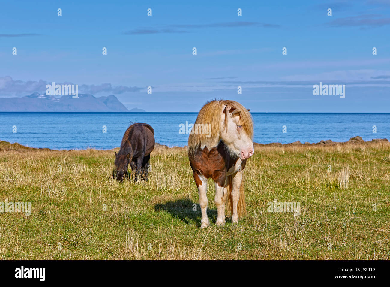Icelandic horses (Equidae), Norðurland Vestra, Iceland Stock Photo