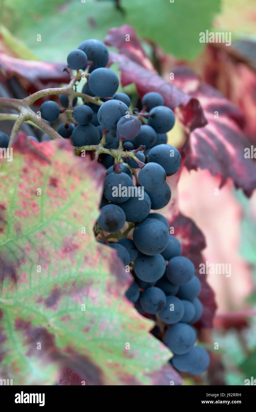 ripe, bush, berry, vine, grape vine, grape-vine, red, hoarfrost, grape, blue, Stock Photo