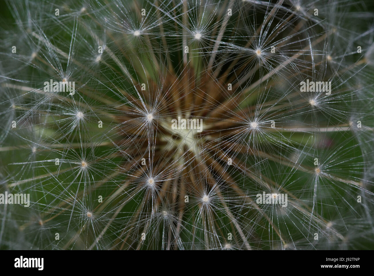macro, close-up, macro admission, close up view, blowball, dandelion, surface, Stock Photo