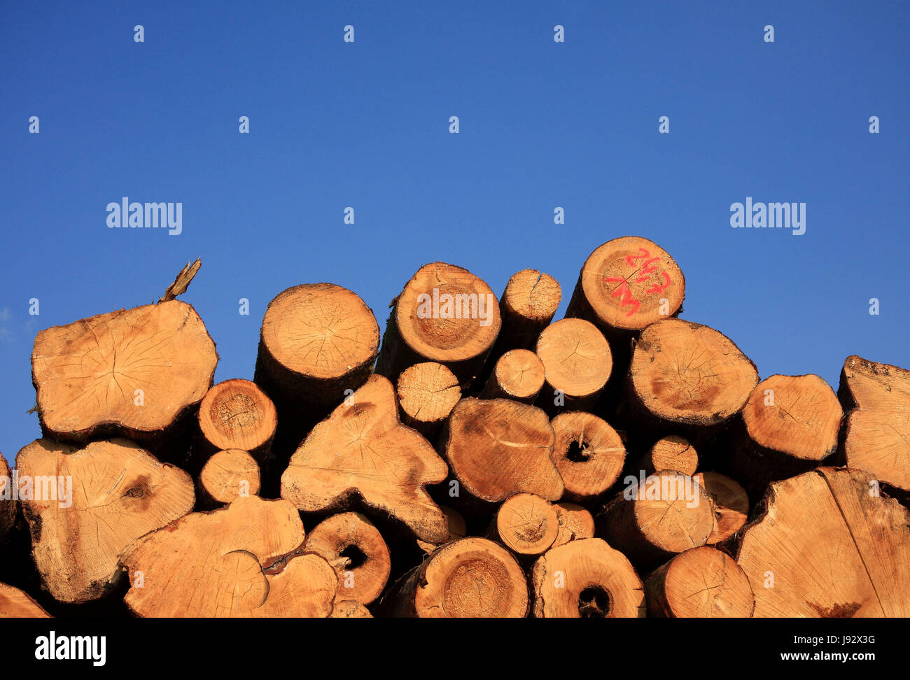 woodpile against blue sky Stock Photo