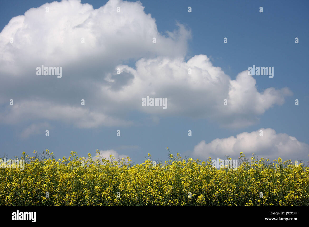 blooming rapeseed field Stock Photo