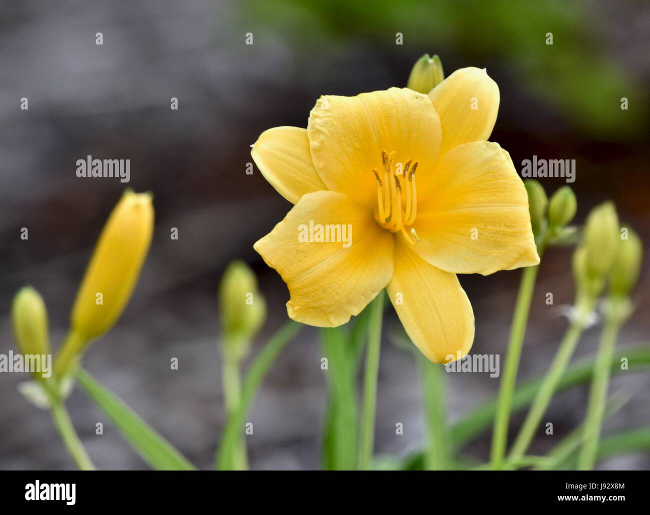 Yellow Daylily Flower Hemerocallis Stock Photo Alamy