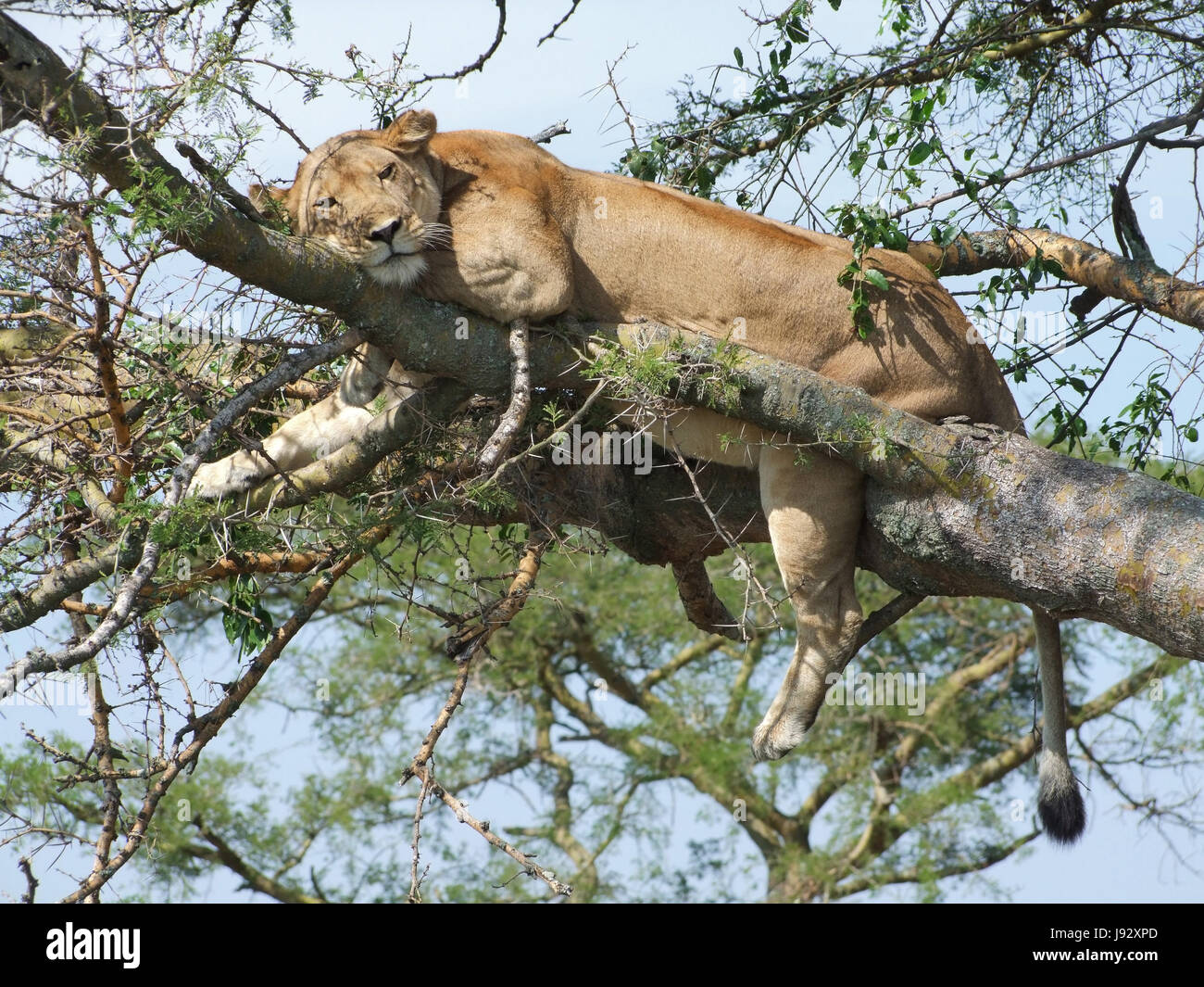 lion resting on a tree Stock Photo