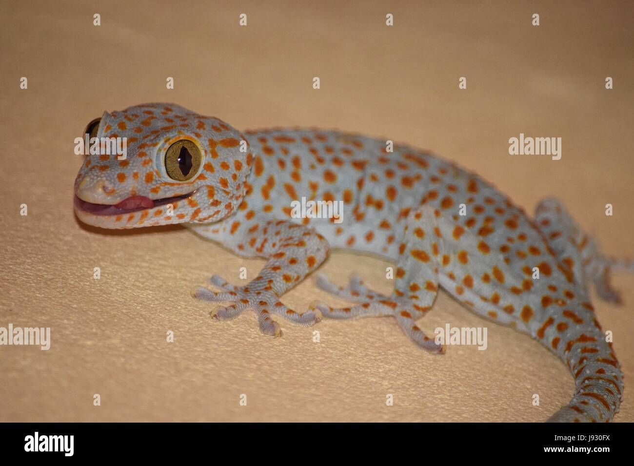Orange Spotted Gecko Hi-Res Stock Photography And Images - Alamy